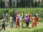 lavoratori impegnati nella vendemmia in franciacorta