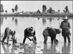 mondine al lavoro nei campi di riso