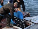 anguille, pesca vietata nel lago di garda