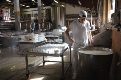 produzione lattiero casearia