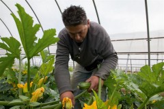 cooperazione agricola