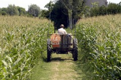 campo_mais_trattore