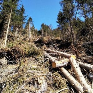 Forestale muore sul lavoro in Valle Camonica